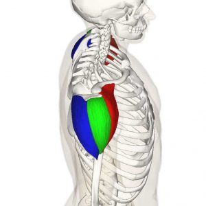 Musculation de l'épaule : muscle deltoïde