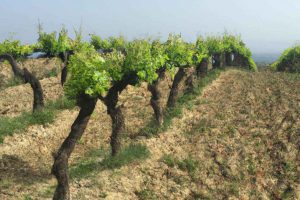 Pieds de vigne