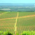 Principales régions viticoles en France