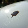 Comment enlever une fiente d'oiseau sur votre voiture sans abîmer la peinture ? Découvrez nos conseils